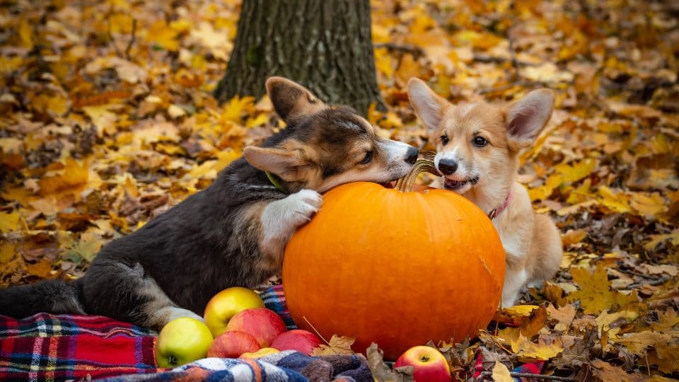 Dos and Don ts Of Giving Pumpkin To Dogs ADDICTEDADDICTED