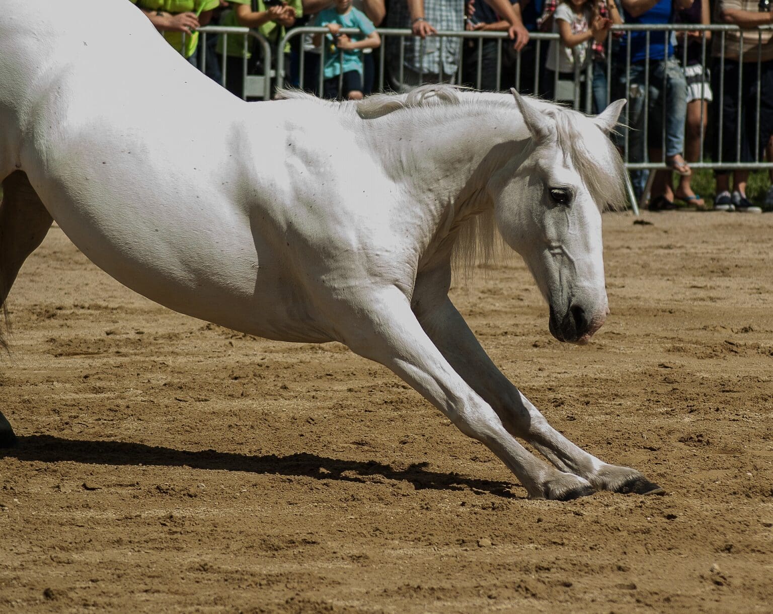 How To Choose The Perfect Horse For Your Needs 6 Things To Consider
