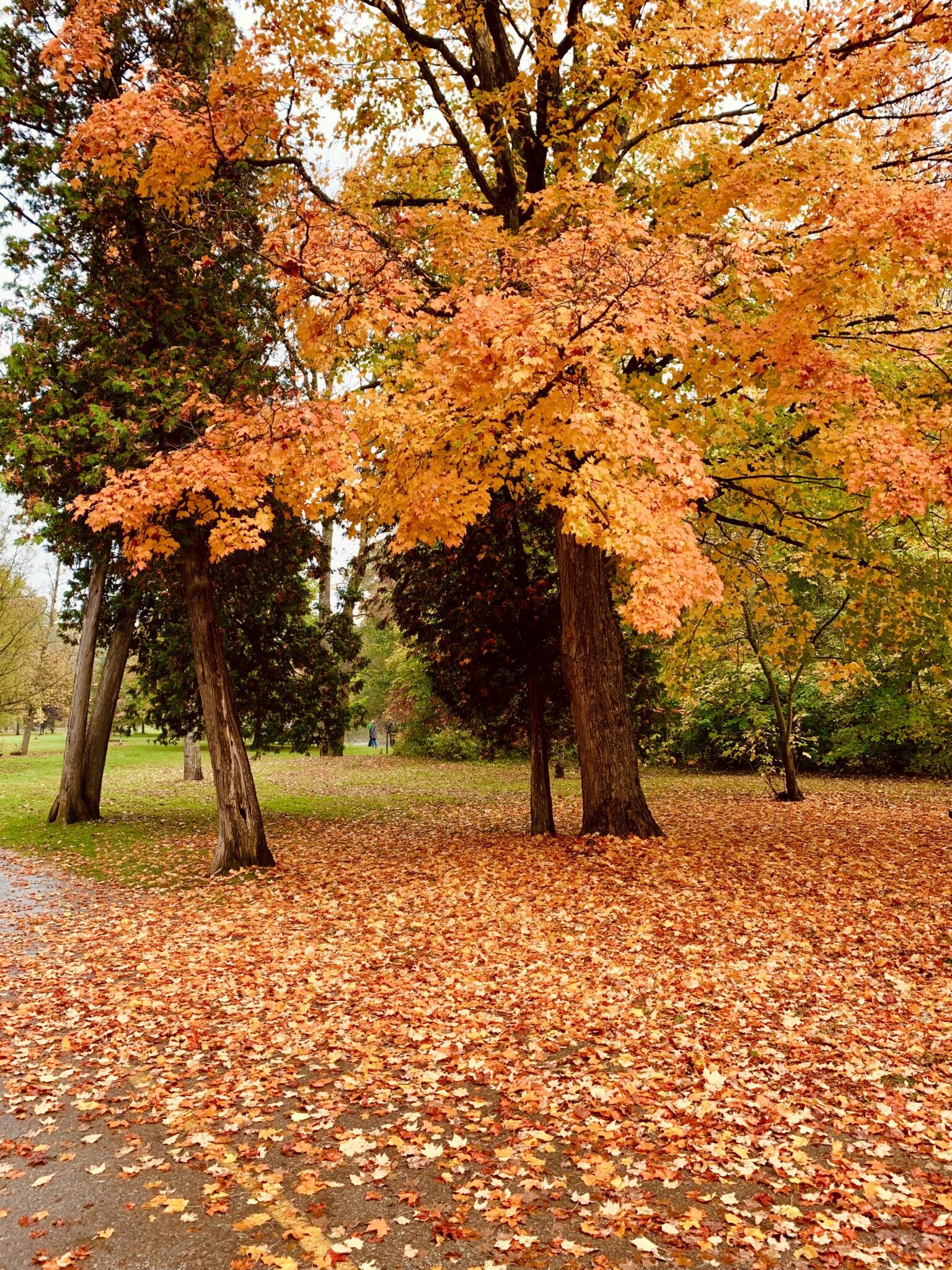 Fall Colours In Ontario