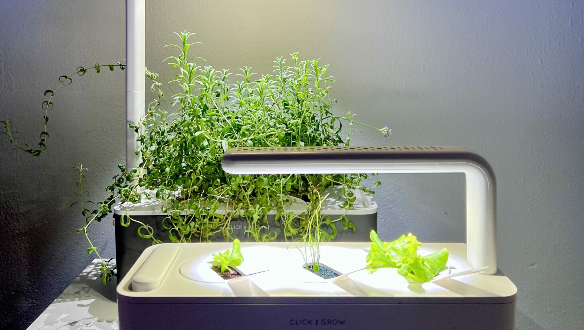 Indoor Gardening: Where to Start