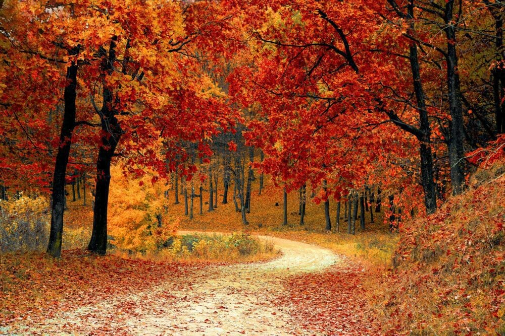 The Best Places to See Fall Colours in Ontario - ADDICTED Magazine