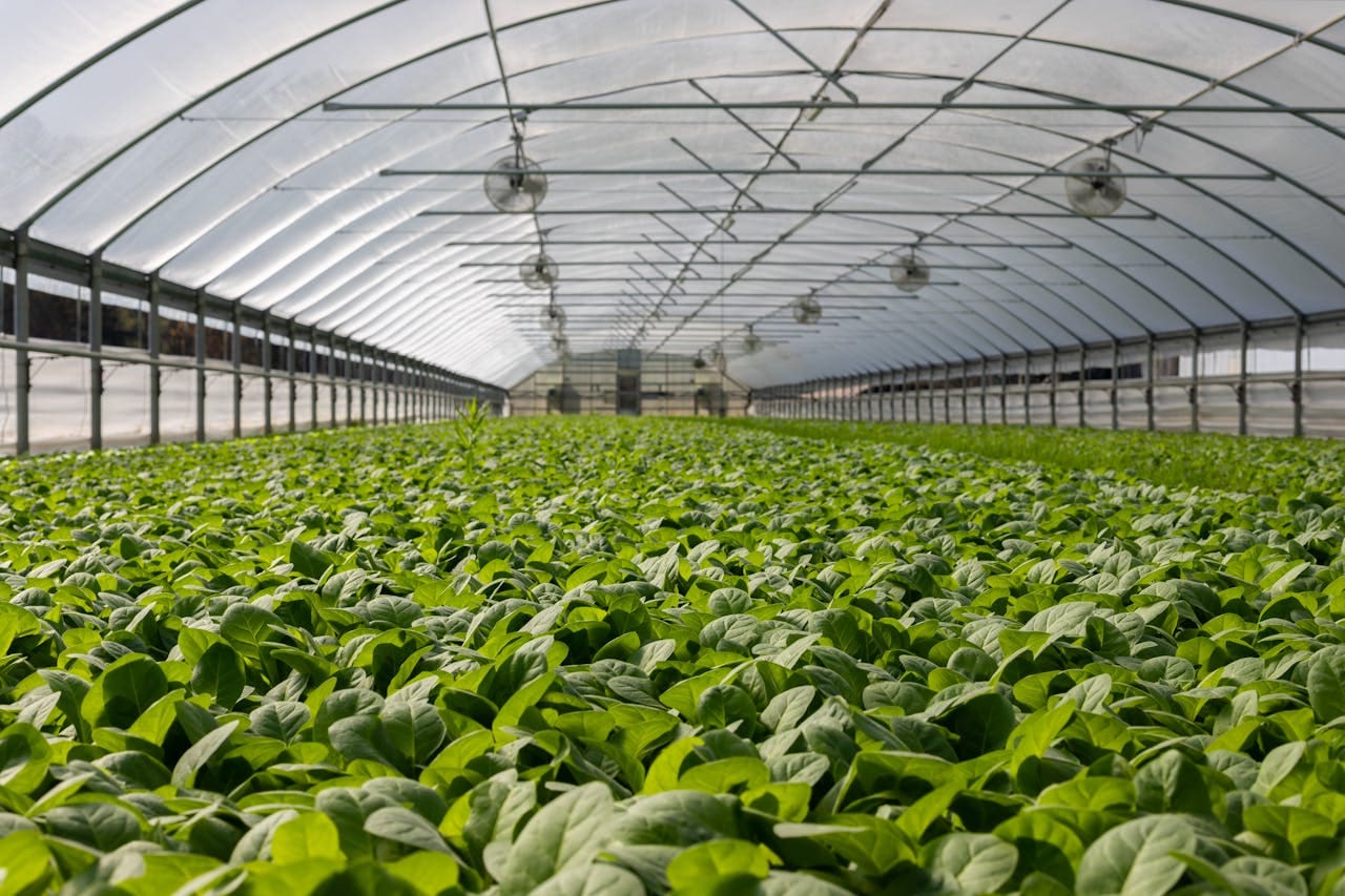 Want a Successful Greenhouse? Here’s Everything You Need to Know