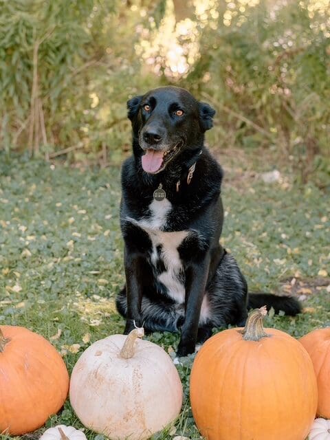 Manny, the dog, surrounded by pumpkins