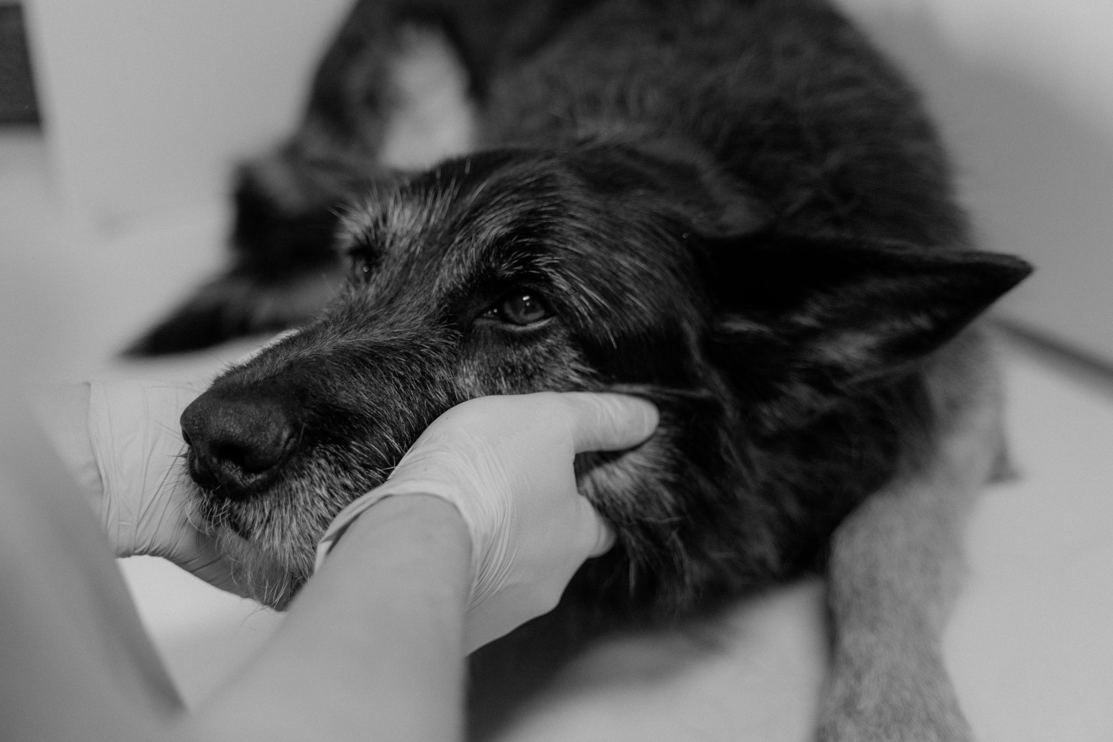 The Importance of Emergency Veterinary Care – an Professional Perspective